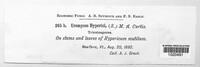 Uromyces hyperici image